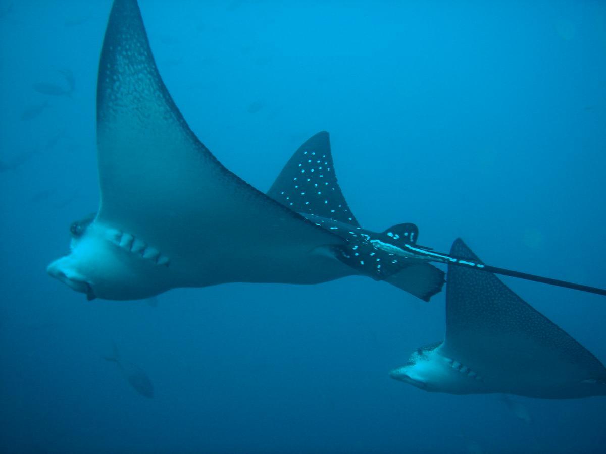 Mantaraya Lodge Puerto López Eksteriør billede